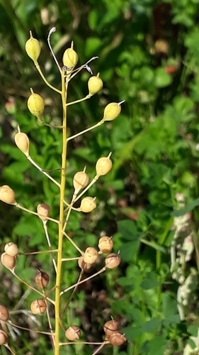 littlepod false flax