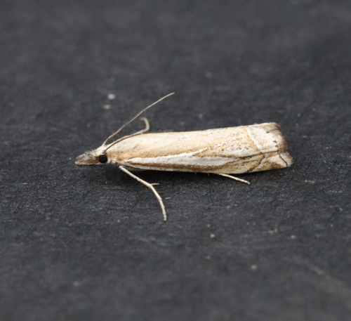 Whitmer's Grass-veneer photo 3