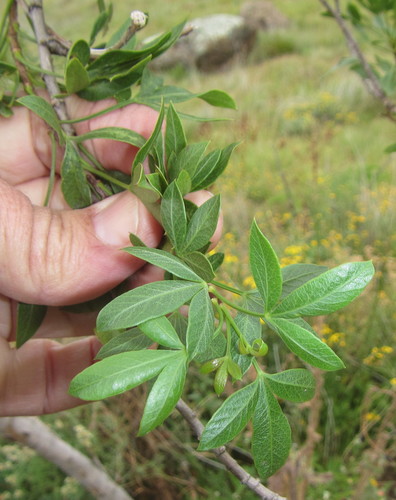 Polemannia image