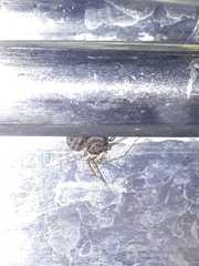 Scytodes thoracica