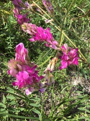 Hedysarum ucrainicum