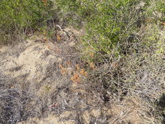 Tylecodon grandiflorus