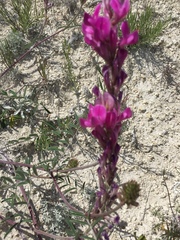 Hedysarum ucrainicum