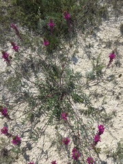 Hedysarum ucrainicum