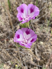 Clarkia williamsonii