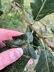 Andricus chinquapin