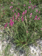 Hedysarum ucrainicum