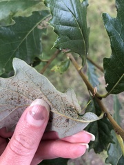 Andricus chinquapin