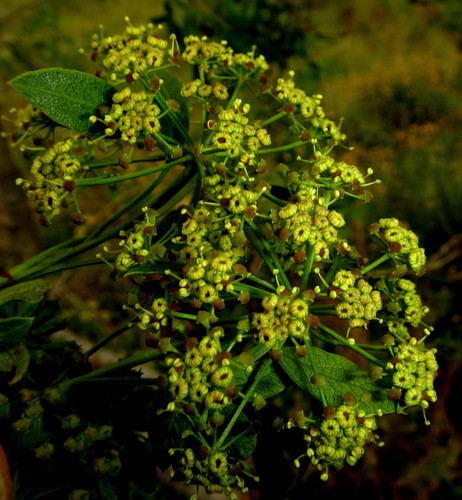 Polemannia montana image