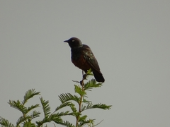 Lamprotornis pulcher