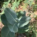 photo of Showy Milkweed (Asclepias speciosa)