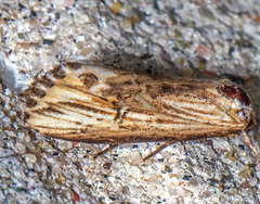 Crambodes talidiformis