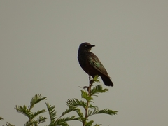Lamprotornis pulcher