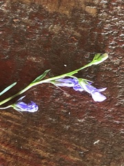 Lobelia kalmii