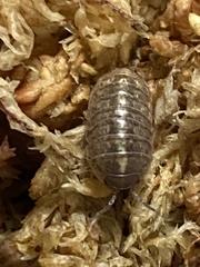 Armadillidium vulgare