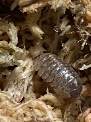 Armadillidium vulgare