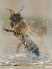 Megachile ligniseca