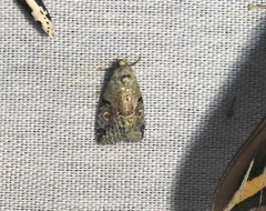 Maliattha concinnimacula