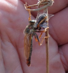 Stenopogon nigriventris