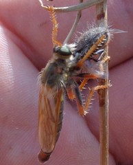 Stenopogon nigriventris