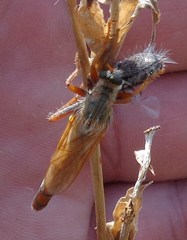 Stenopogon nigriventris