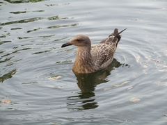 Larus argentatus