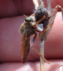 Stenopogon nigriventris