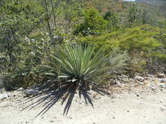 Agave rhodacantha