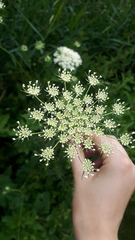 Daucus carota
