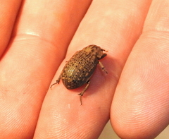 Trogidae