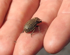 Trogidae