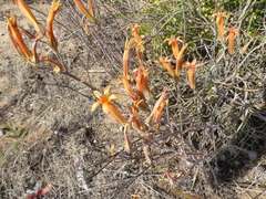 Tylecodon grandiflorus