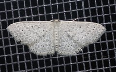 Scopula sublinearia