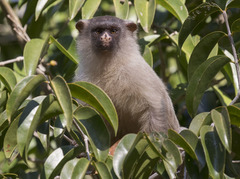 Mico melanurus