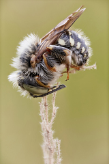Anthidium punctatum