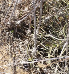 Tylecodon grandiflorus