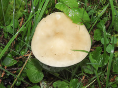 Melanoleuca strictipes