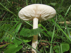 Melanoleuca strictipes