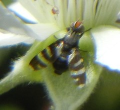 Herina frondescentiae