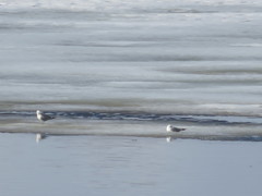 Larus argentatus