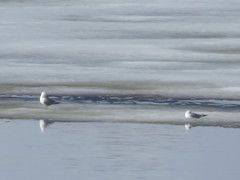 Larus argentatus