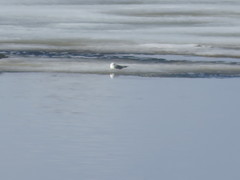 Larus argentatus