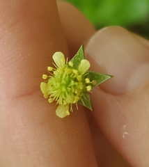 Geum virginianum