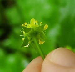 Geum virginianum