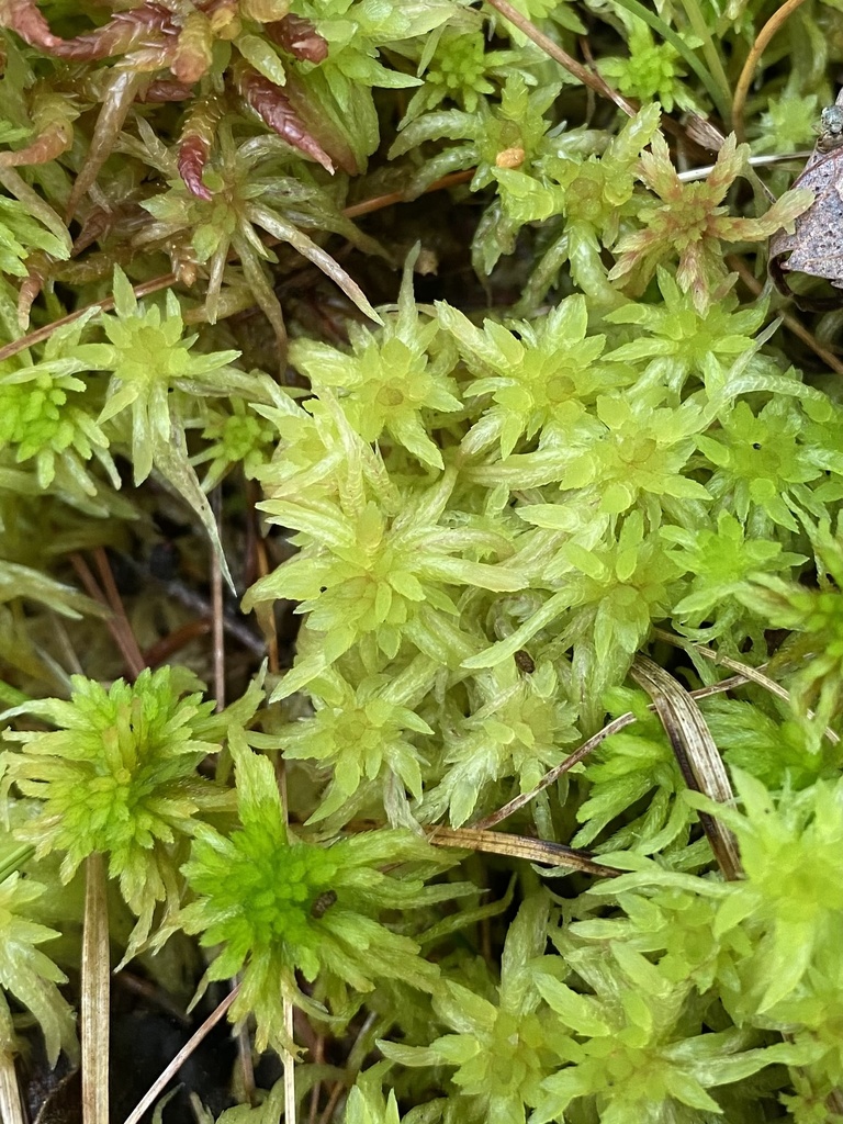 Angerman's sphagnum