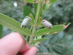 Synolabus nigripes