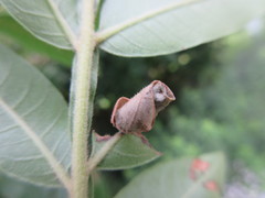 Synolabus nigripes