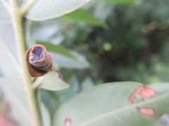 Synolabus nigripes