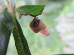 Synolabus nigripes