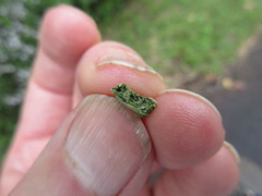 Synolabus nigripes